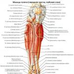 Строение ноги ниже колена